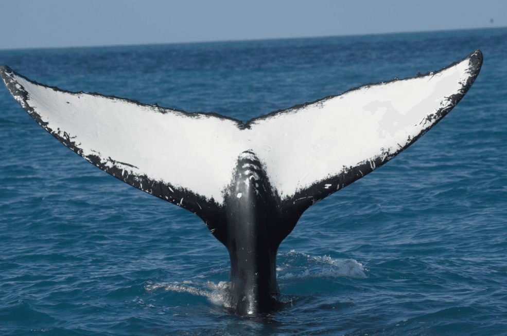 How Long Do Humpback Whales Stay Underwater in Samaná Bay?