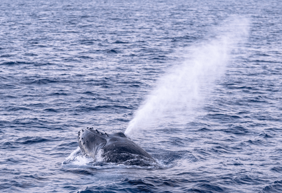 Cómo reaccionan las ballenas jorobadas ante las ballenas cercanas en Samaná