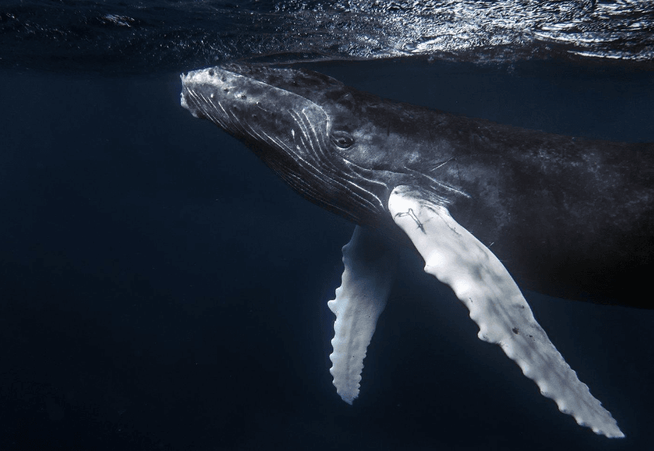 ¿Cómo duermen las ballenas jorobadas? Una guía de ballenas de Samaná