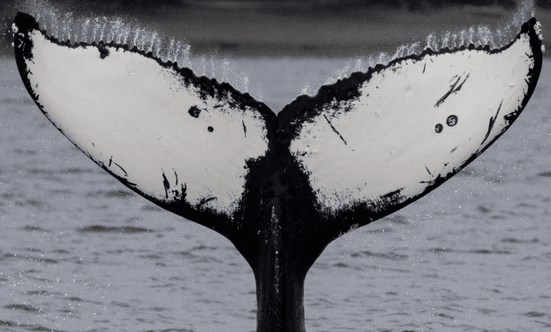 Crías de ballena jorobada: guía de crecimiento y vida temprana