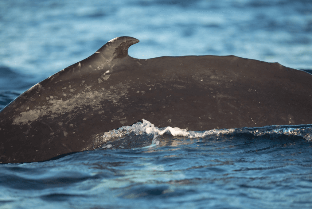 ¿Cuánto tiempo pueden permanecer las ballenas jorobadas bajo el agua?