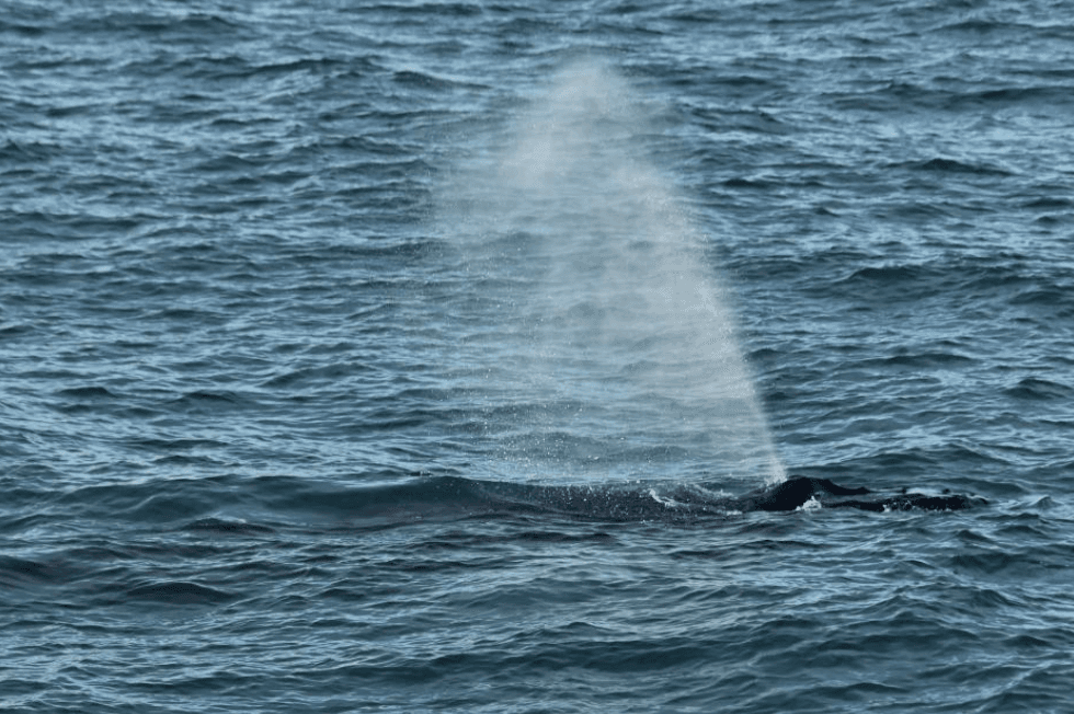 Dónde pasan tiempo las ballenas jorobadas en la bahía de Samaná