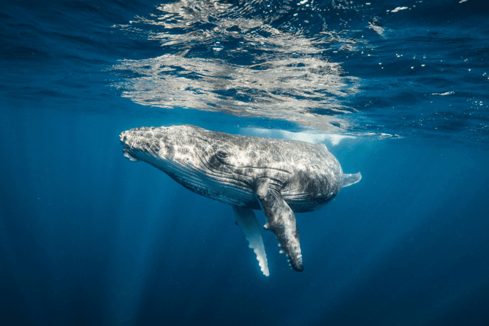 ¿A qué profundidad se sumergen las ballenas jorobadas? Guía de Samaná