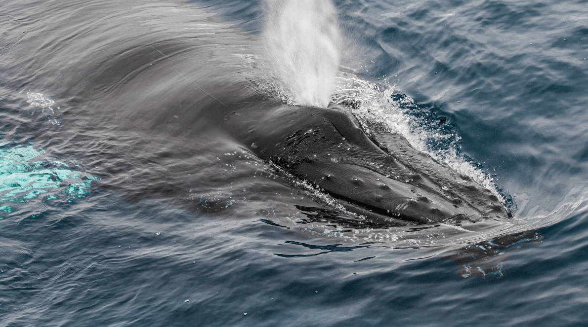 Por qué las ballenas jorobadas llegan en diferentes momentos a Samaná