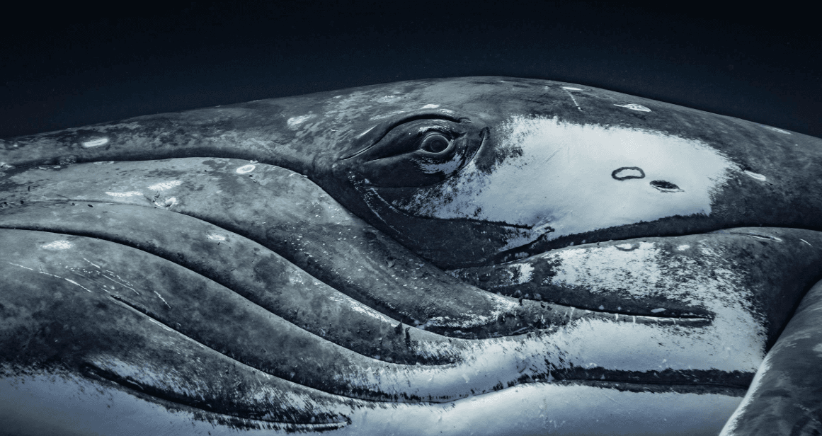 ¿Por qué las ballenas jorobadas golpean su cola en la Bahía de Samaná?