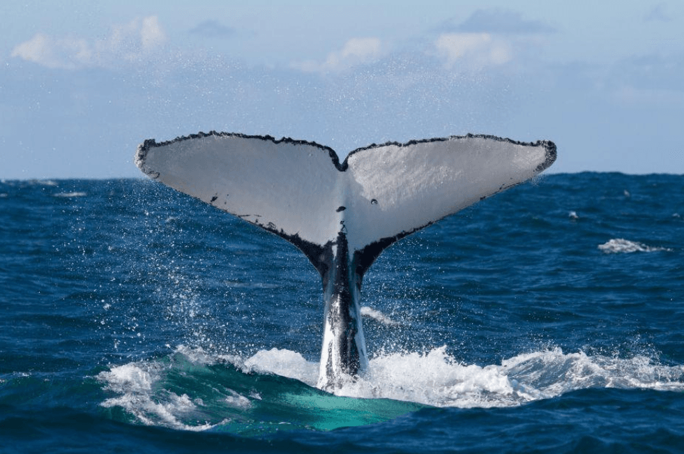 ¿Cuándo es la temporada de avistamiento de ballenas en Samaná? (2027)