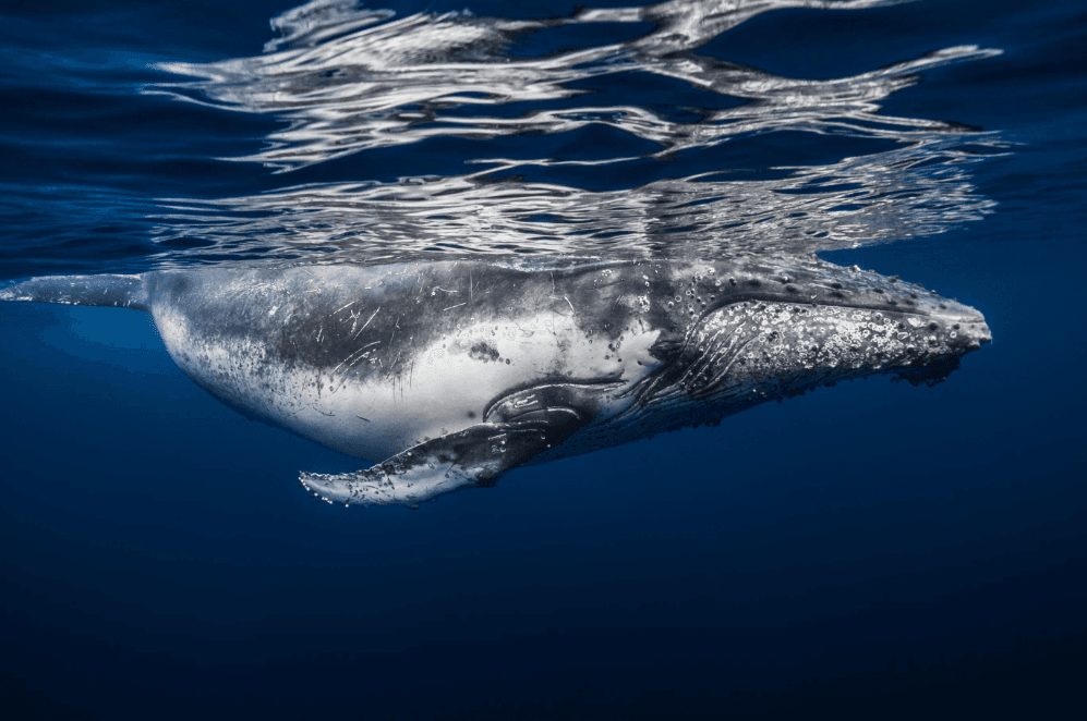 How Humpback Whale Songs Change During a Session