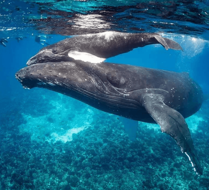 ¿Las ballenas jorobadas tienen sentido del tacto?