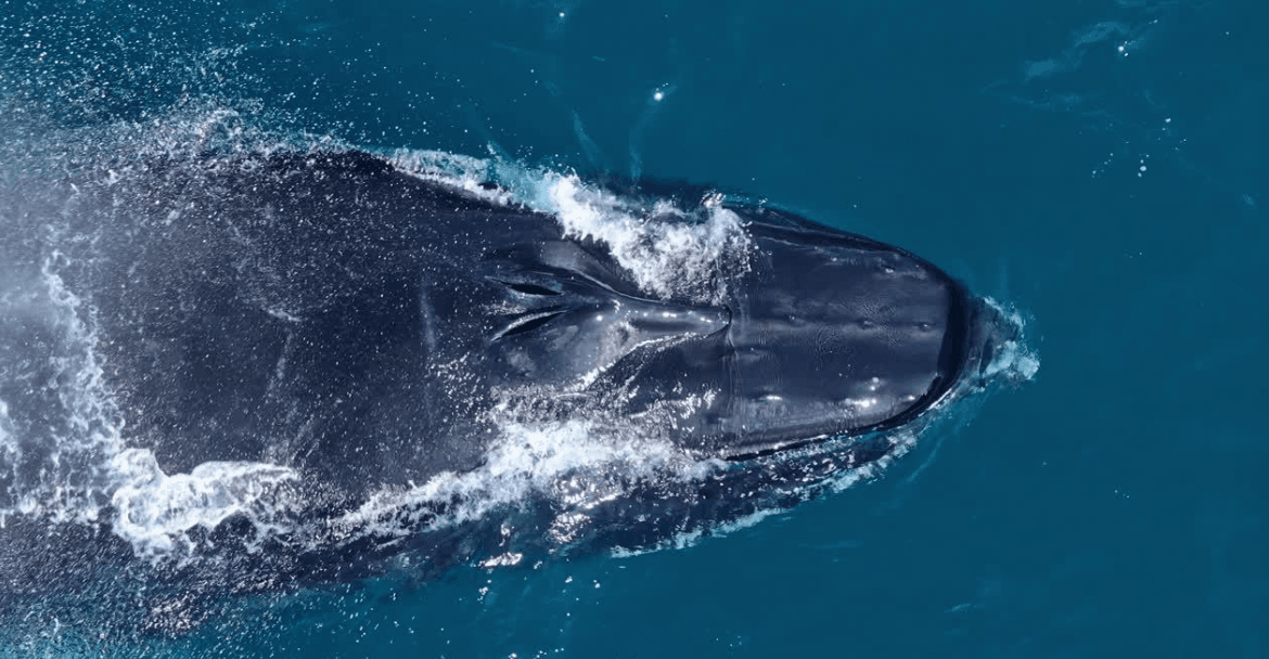 Cómo los científicos cuentan las ballenas jorobadas en la Bahía de Samaná