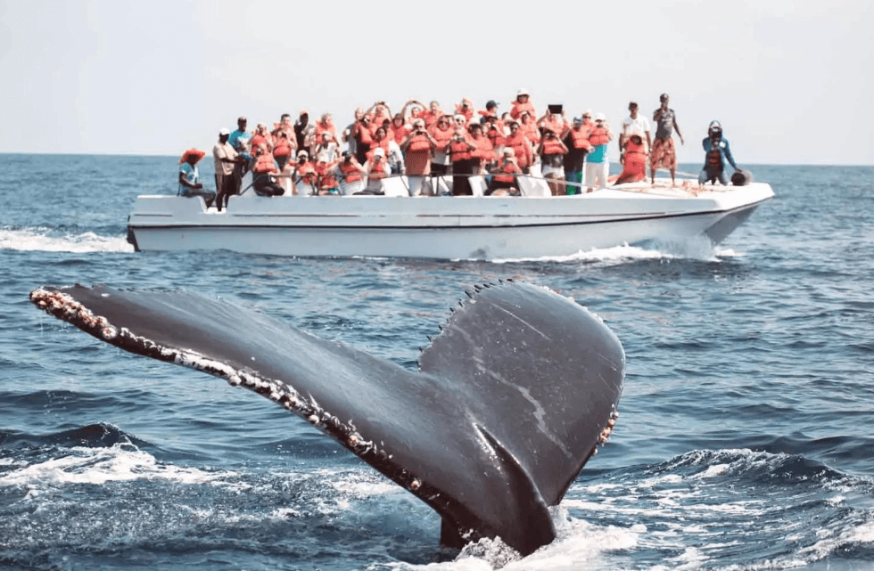 Avistamiento de Ballenas en Samaná 2027: Guía Completa para Visitantes