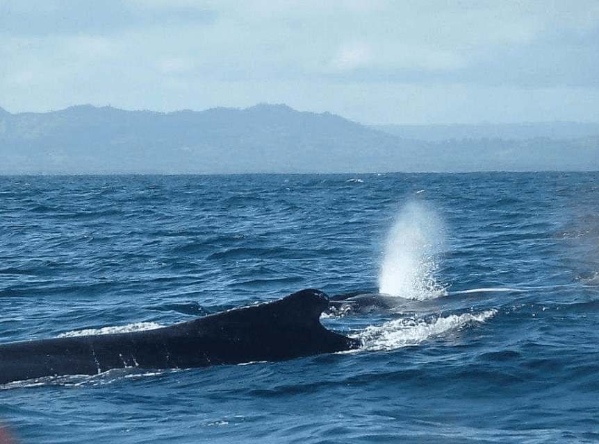 Navegación de ballenas jorobadas: cómo encuentran el Caribe