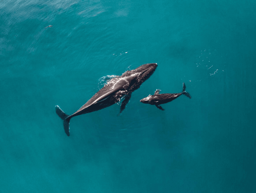 Cómo evitar estafas de avistamiento de ballenas en Samaná: una guía para visitantes