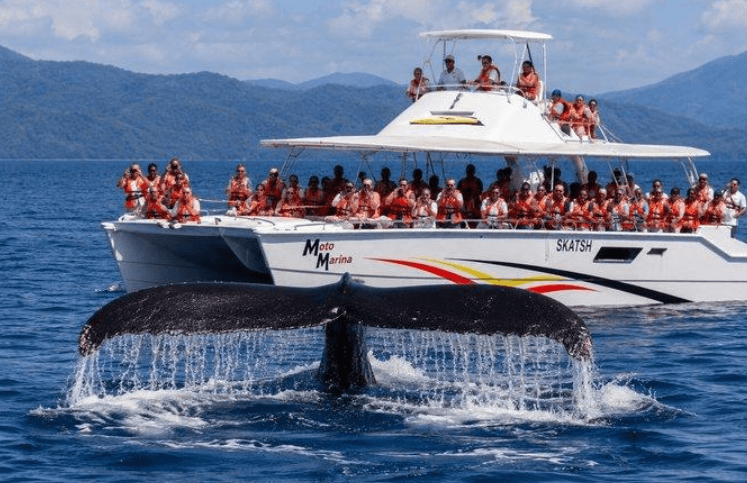 Avistamiento de Ballenas en Samaná 2027: Temporada, Tours y Consejos