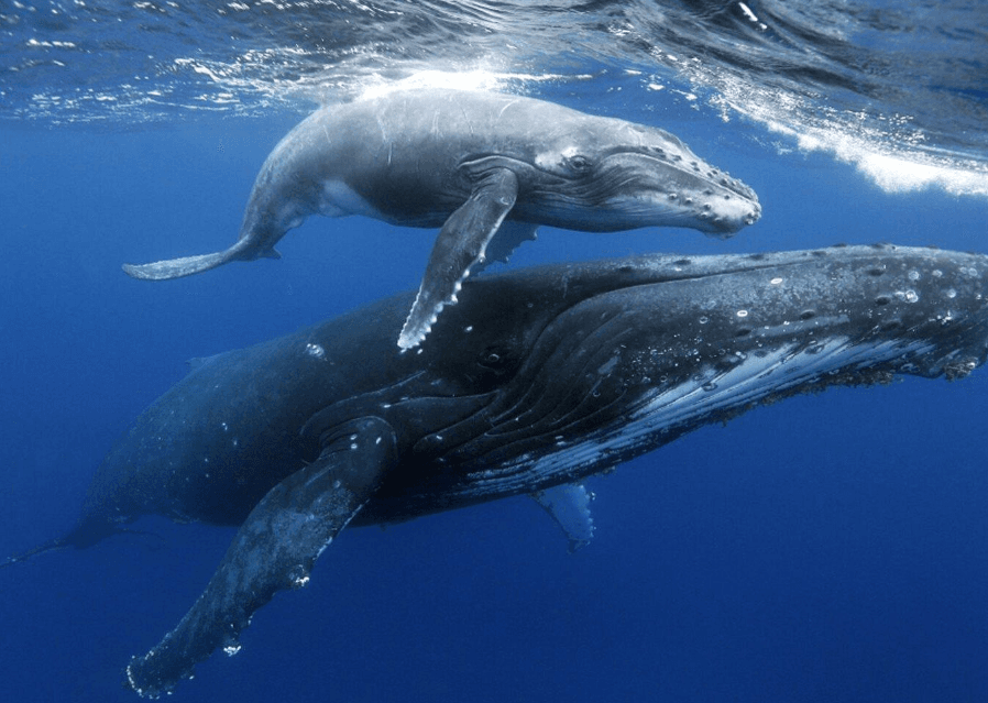 Avistamiento de Ballenas en Samaná 2027