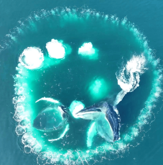 Avistamiento Accesible de Ballenas en Samaná: Guía del Visitante