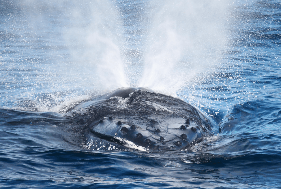 Comment les scientifiques suivent les mouvements des baleines dans la baie de Samaná