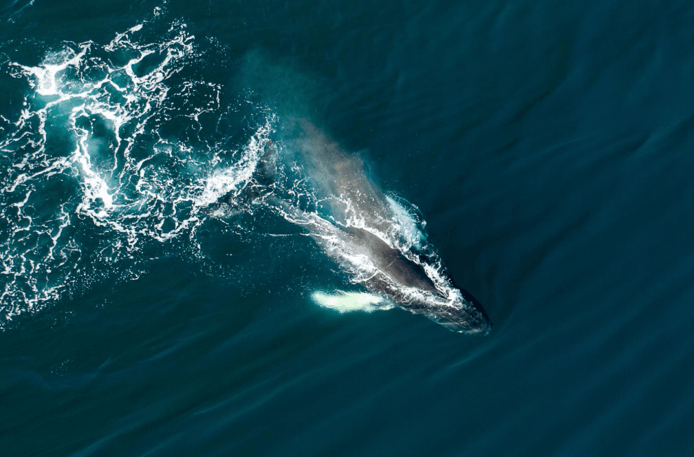 Vida Silvestre en la Bahía de Samaná: Más allá de las Ballenas