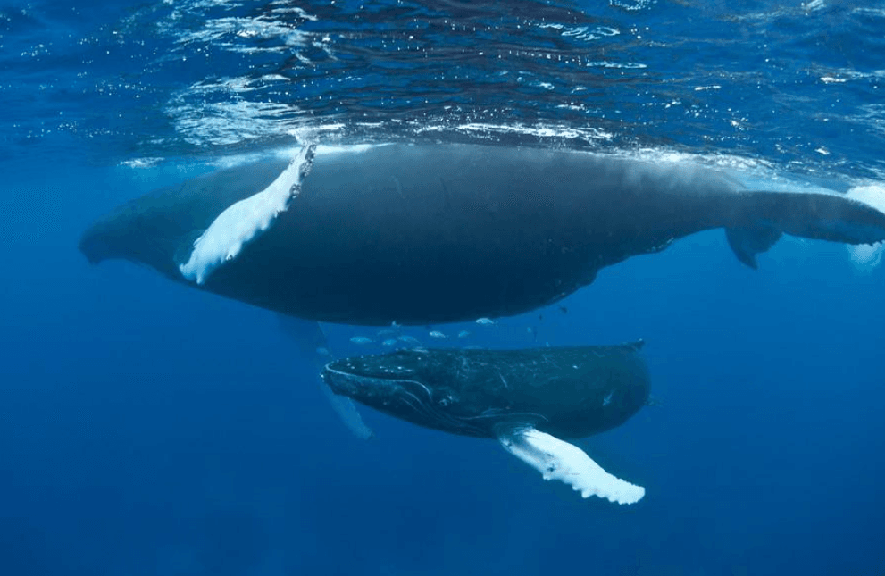 Cómo utilizar binoculares para el avistamiento de ballenas en Samaná
