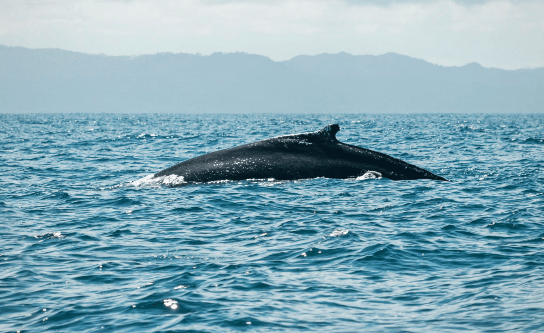 How Humpback Whales Share Songs Between Breeding Grounds