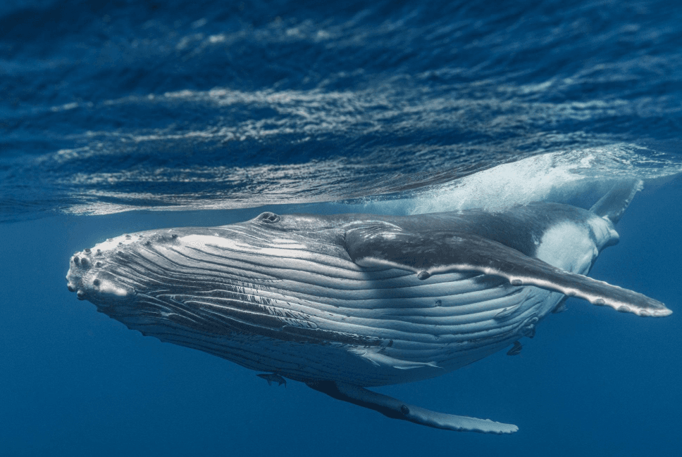 Cómo estiman los científicos la edad de la ballena jorobada