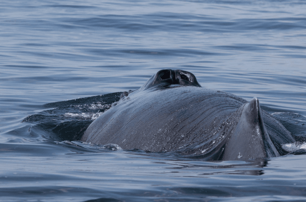 Comment les courants océaniques influencent le mouvement des baleines dans la baie de Samaná