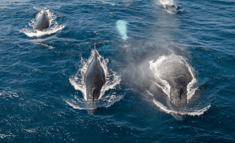 Combien de temps les baleines à bosse restent-elles dans la baie de Samaná ?