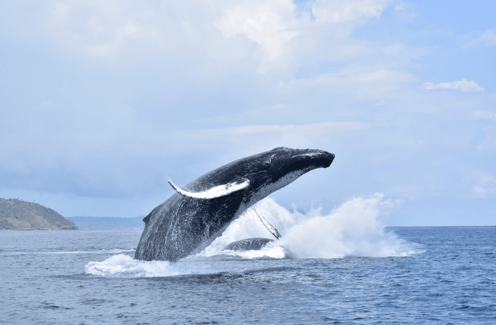Guía de avistamiento de ballenas en Samaná: planifica tu viaje 2027