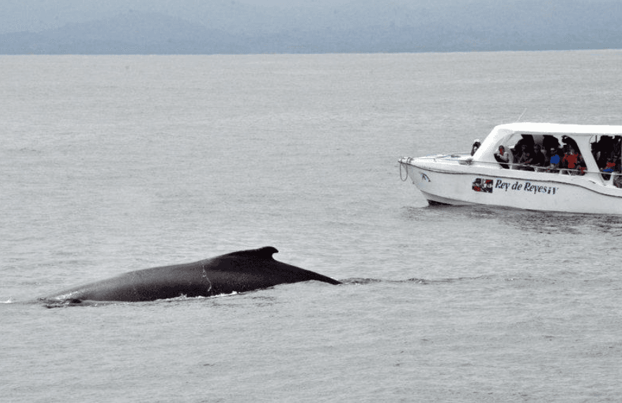 Humpback Whale Singing Activity: Seasonal Changes