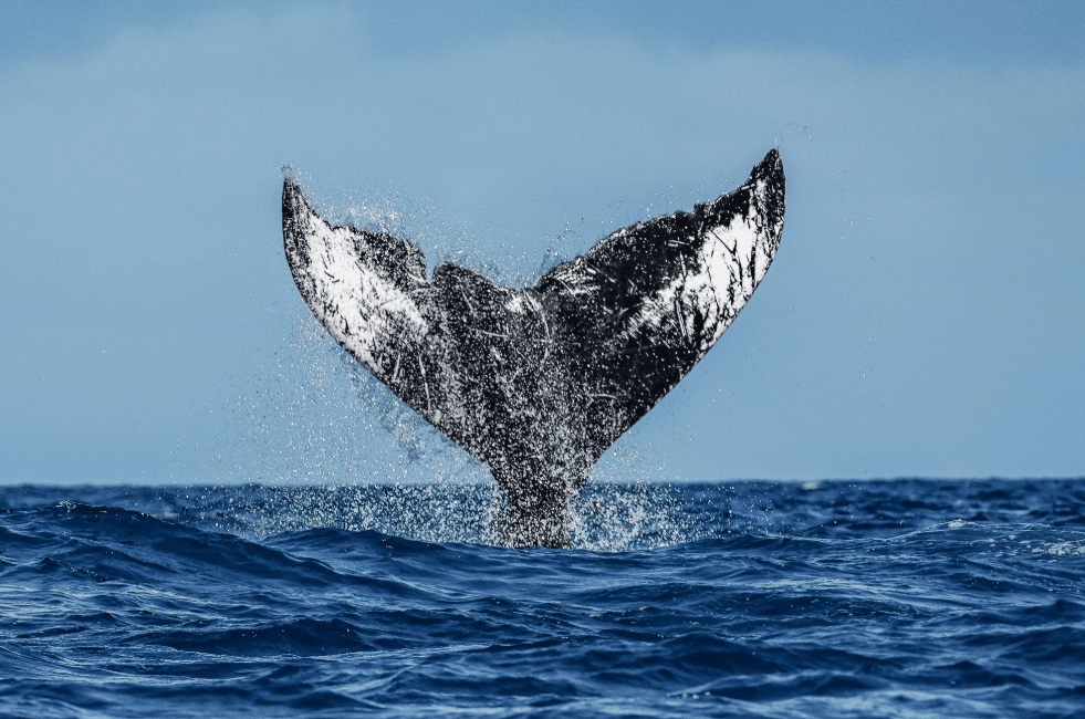 ¿Se retrasa el tour de avistamiento de ballenas en Samaná? Qué hacer