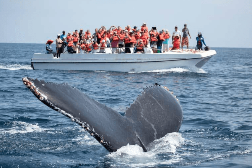Avistamiento de Ballenas en Samaná 2027: Consejos para tu viaje