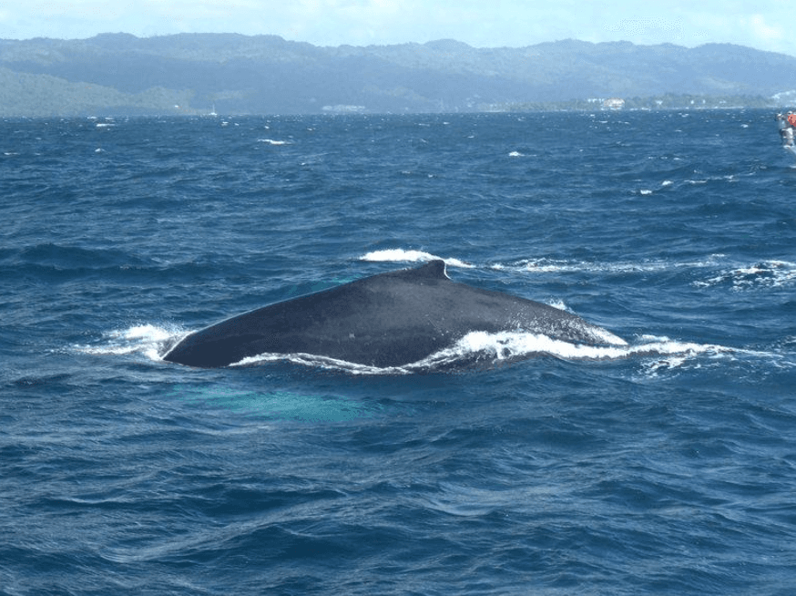 Comment la profondeur de l'eau influence les baleines à bosse dans la baie de Samaná