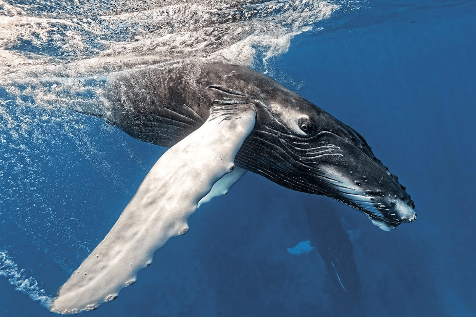 Cómo llevar un diario de avistamiento de ballenas en Samaná