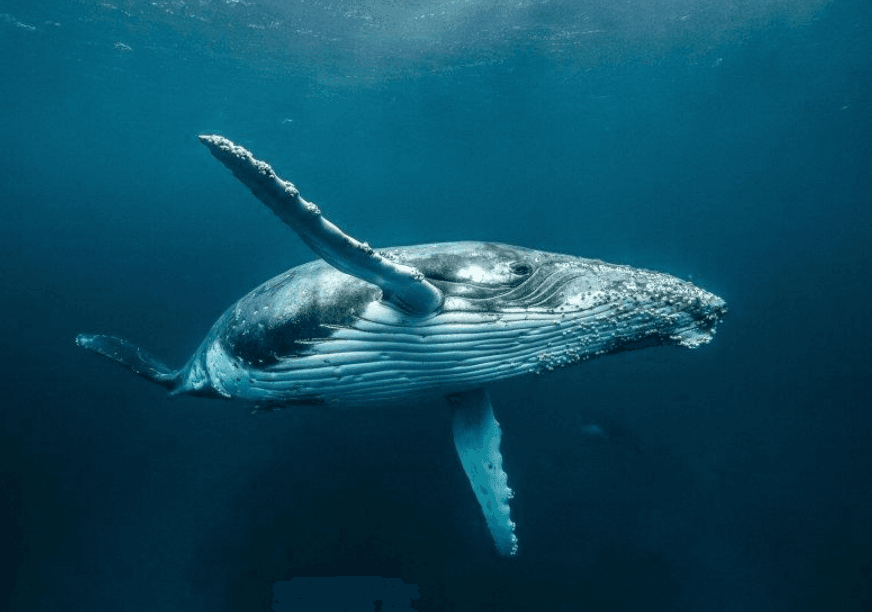 Cómo elegir el mejor tour de avistamiento de ballenas en Samaná