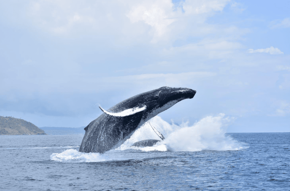 Avistamiento de Ballenas en Samaná: Temporada, Tours y Consejos