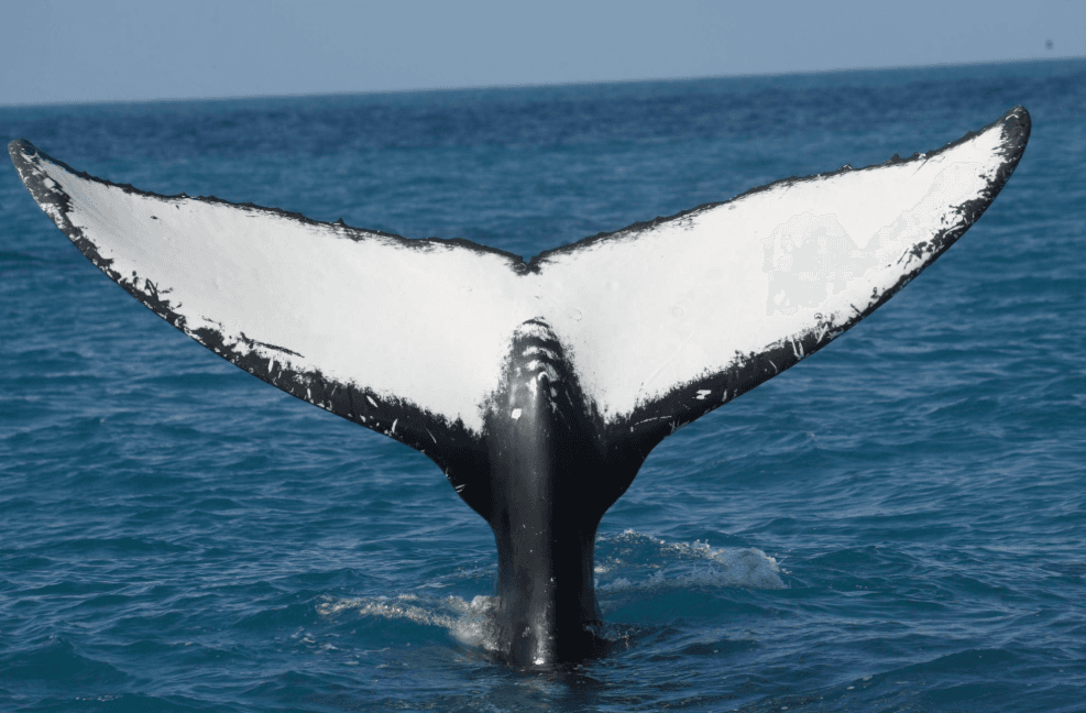 Cómo las ballenas jorobadas usan sus sentidos en el océano