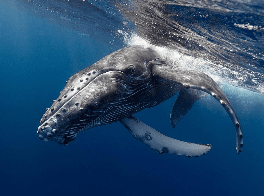 How Scientists Measure Underwater Boat Noise in Samaná Bay