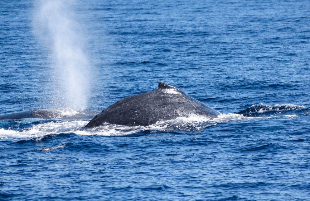 Reuniones de observación de ballenas de Samaná: lo que las visitantes deben saber
