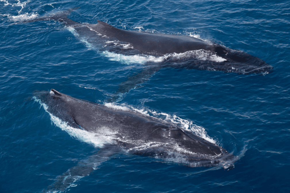 Cómo las fotografías de ballenas ayudan a rastrear la migración de las ballenas jorobadas
