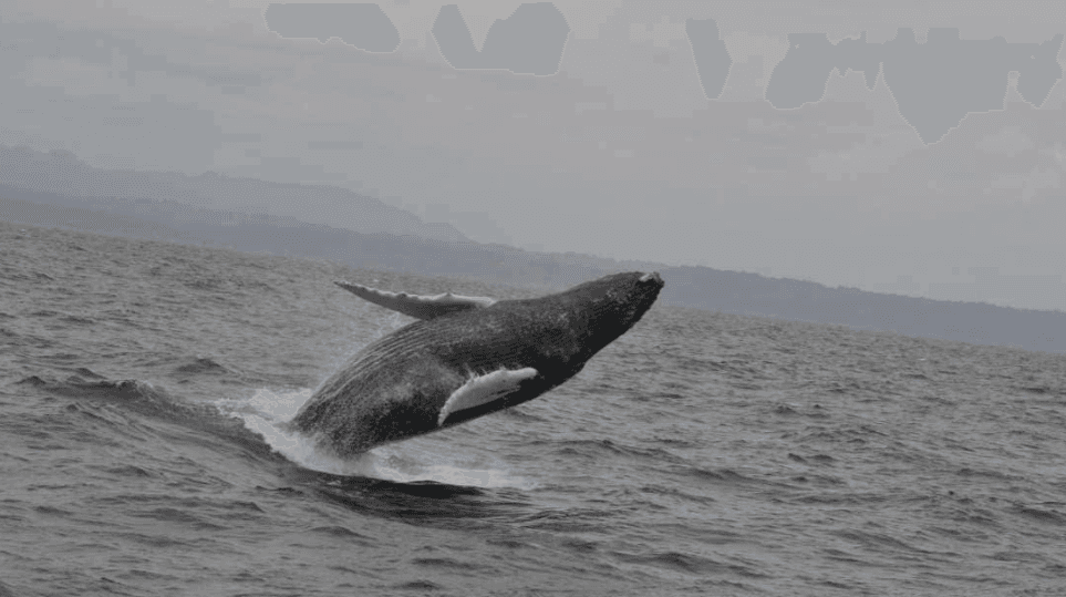 Samaná Whale Watching: cel mai bun moment pentru a vizita în 2027