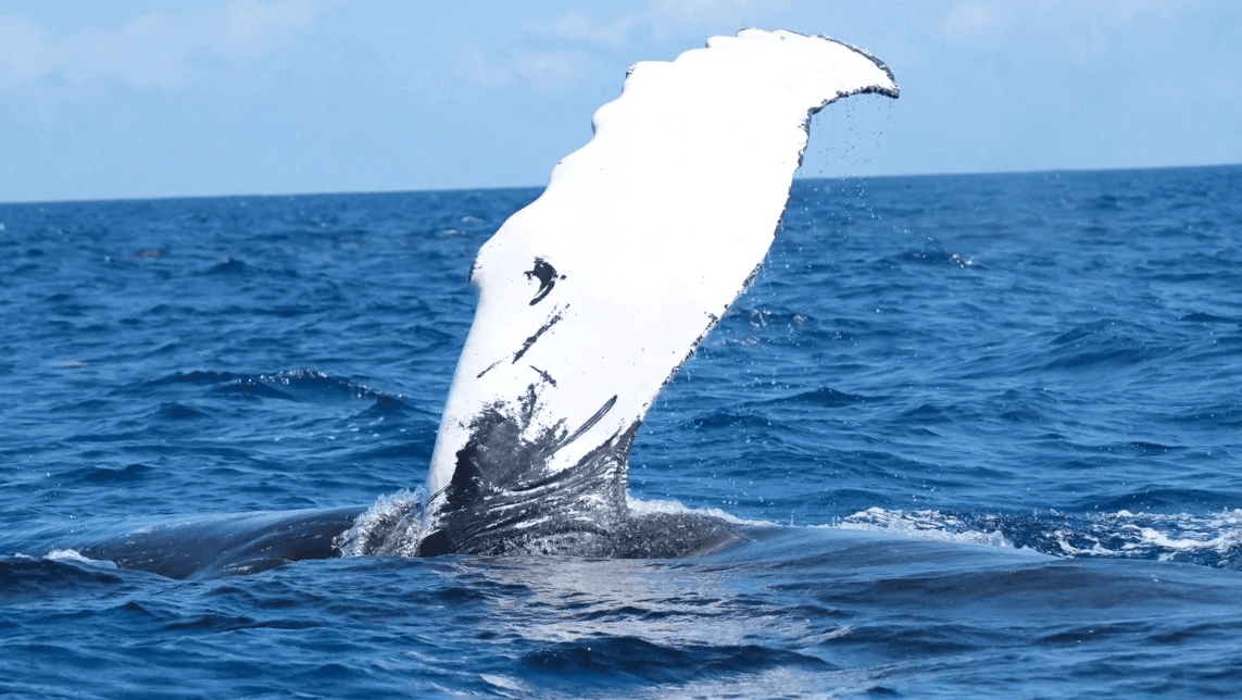 ¿Avistamiento de ballenas o falsa alarma? Guía de la Bahía de Samaná