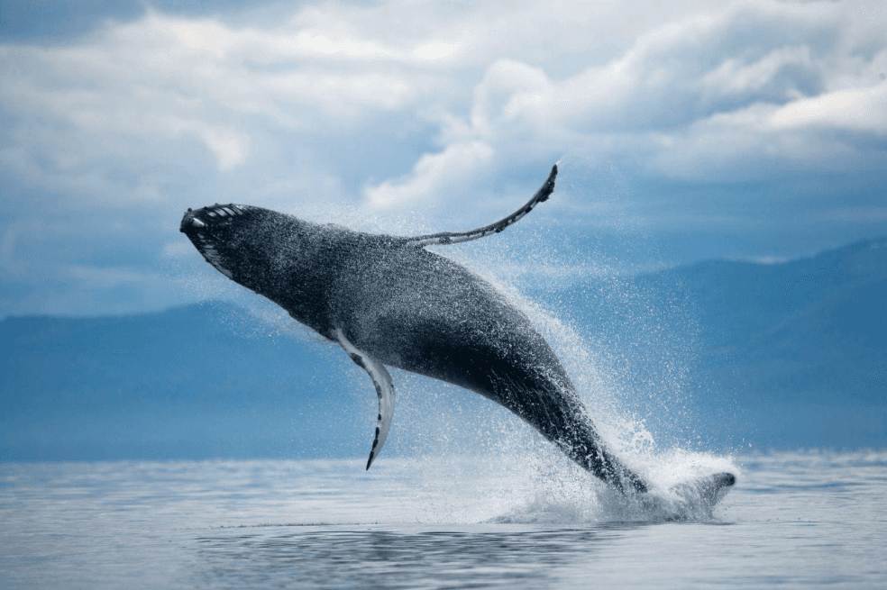 Aletas pectorales de ballena jorobada: propósito y función