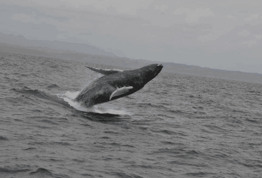Samaná Whale Watching 2027: sezon, tururi și sfaturi