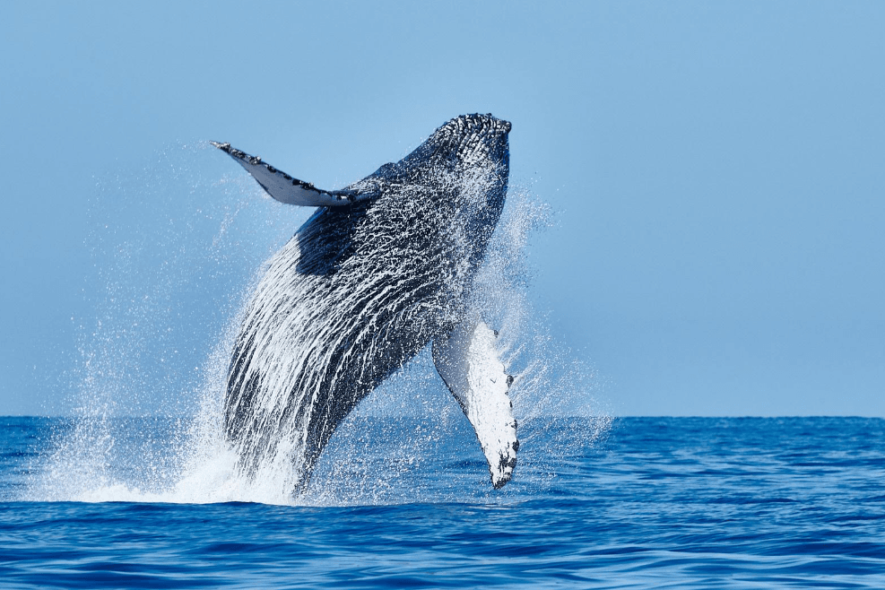 Barbas de ballena jorobada: cómo estos gigantes filtran la comida