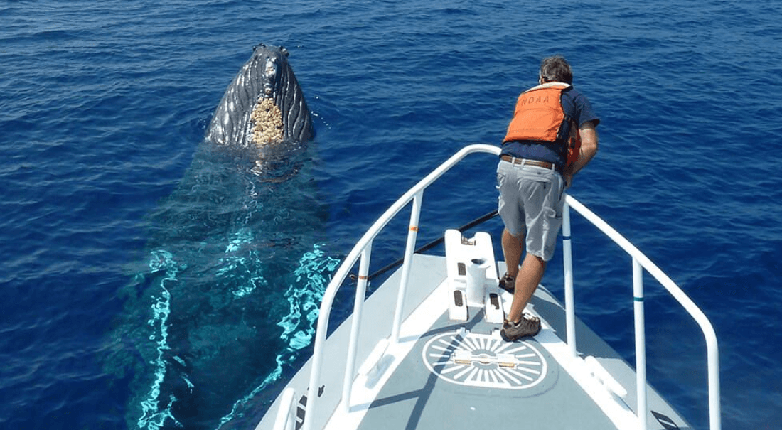 Cómo las ballenas jorobadas almacenan energía para la migración
