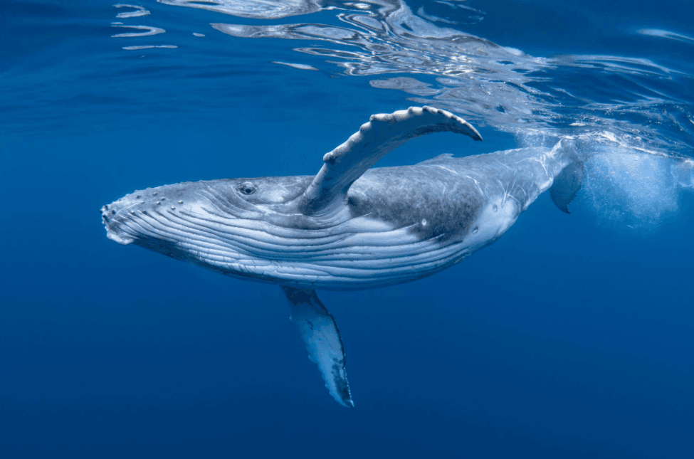 ¿Por qué el océano se ve plateado durante el avistamiento de ballenas en la Bahía de Samaná?