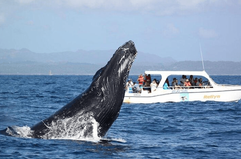 Cómo el avistamiento de ballenas beneficia a las comunidades locales en Samaná