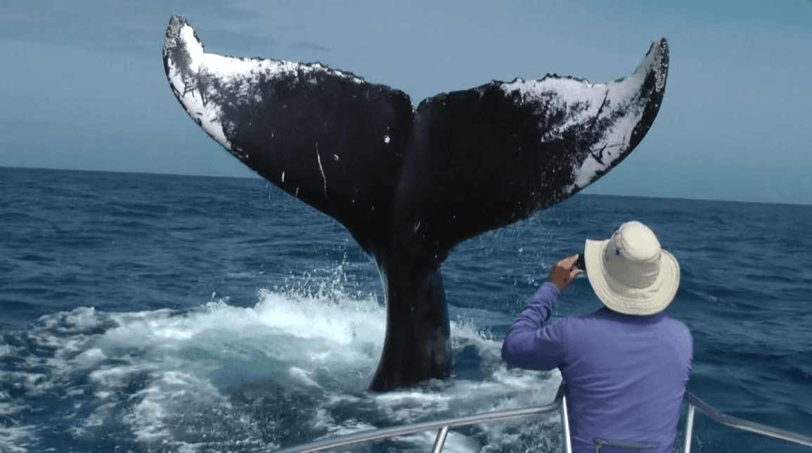 Cómo las ballenas jorobadas mantienen su piel sana en la Bahía de Samaná