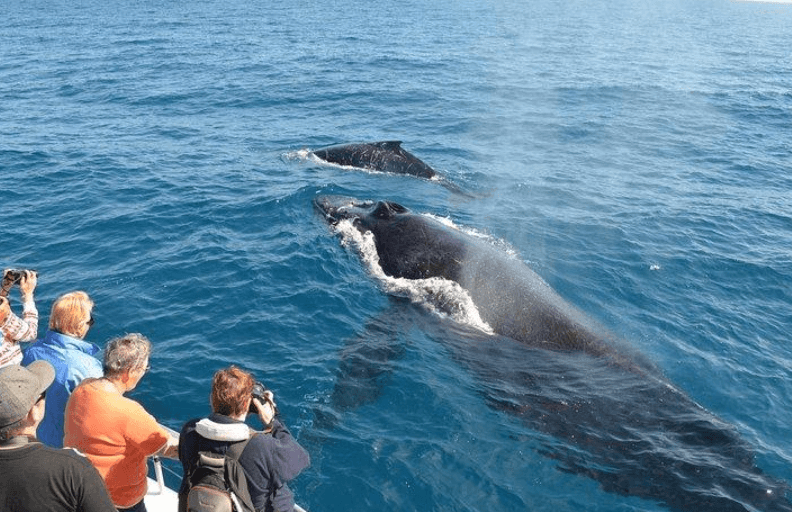 ¿Por qué el océano cambia de color durante el avistamiento de ballenas en la Bahía de Samaná?