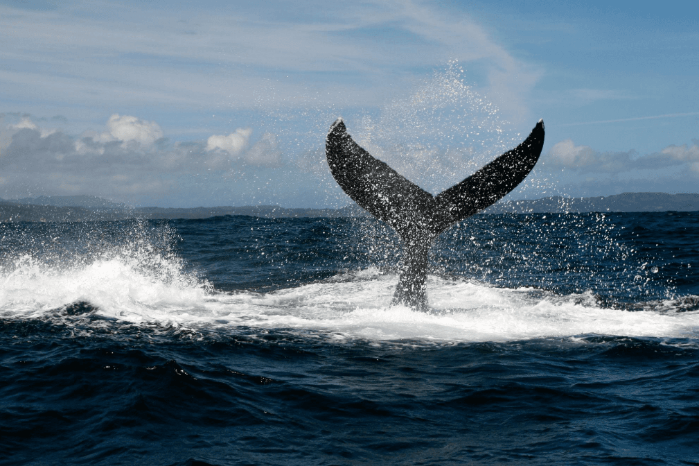 ¿Por qué a veces el océano se ve tranquilo durante el avistamiento de ballenas en la Bahía de Samaná?