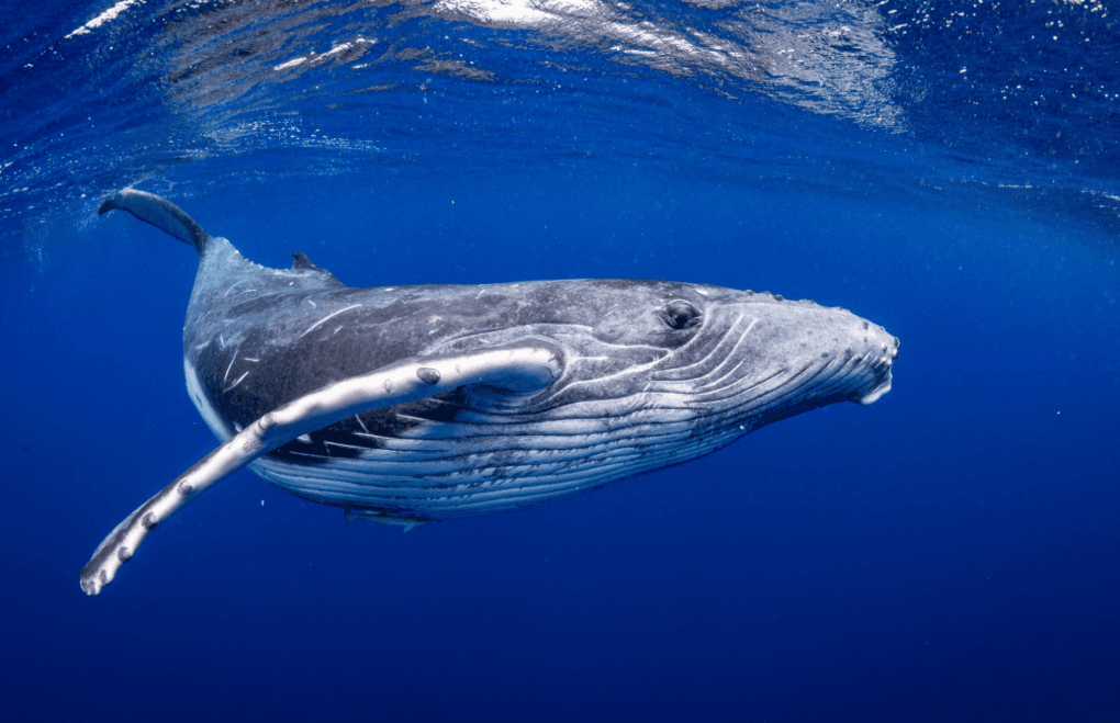 Cómo las áreas marinas protegidas ayudan a las ballenas jorobadas